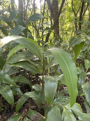 Alpinia intermedia