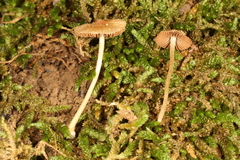 Inocybe radiata