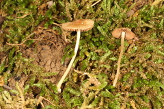Inocybe radiata