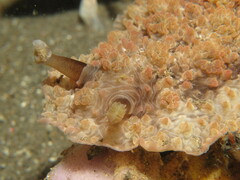 Dendrodoris tuberculosa