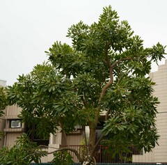 Tabebuia aurea