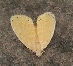 Artaxa
