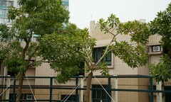 Tabebuia aurea