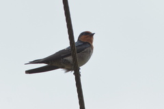 Hirundo domicola