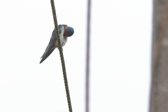 Hirundo domicola