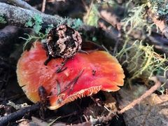 Hygrocybe laetissima