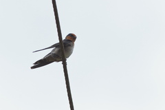 Hirundo domicola
