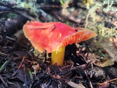 Hygrocybe laetissima