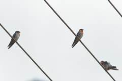 Hirundo domicola