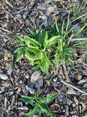 Salvia farinacea