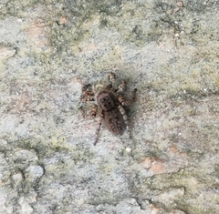 Aelurillus v-insignitus