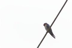 Hirundo domicola