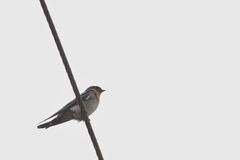 Hirundo domicola