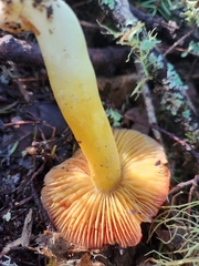 Hygrocybe laetissima