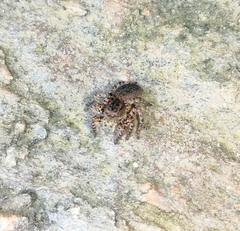 Aelurillus v-insignitus