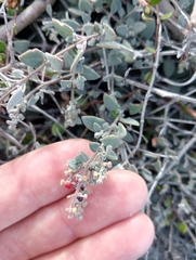 Chenopodium triandrum