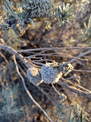 Rhopalomyia medusirrasa