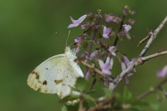 Colotis aurora