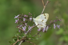 Colotis aurora