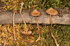 Inocybe subfulva