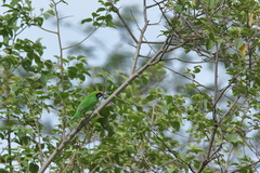 Chloropsis aurifrons