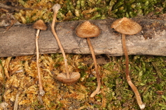 Inocybe subfulva