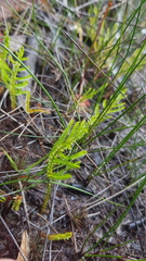 Lycopodiales