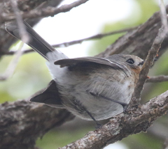 Chasiempis sclateri
