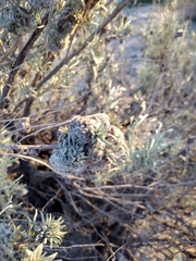 Rhopalomyia medusirrasa