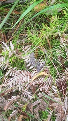Amphibolurinae
