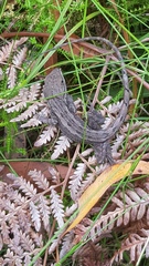 Amphibolurinae