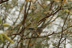 Setophaga coronata