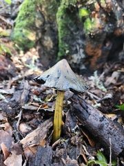 Hygrocybe singeri