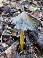 Hygrocybe singeri