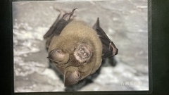 Hipposideros armiger terasensis