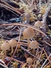 Sagaranella tylicolor