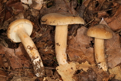 Lactarius fumosus