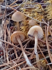 Sagaranella tylicolor