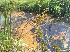 Juncus fockei