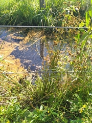 Juncus fockei