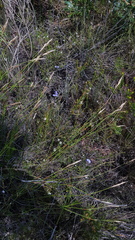 Comesperma sphaerocarpum
