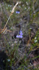 Comesperma sphaerocarpum
