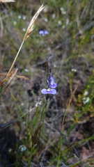 Comesperma sphaerocarpum