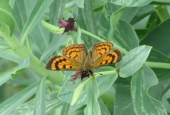 Lycaena salustius
