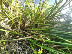 Juncus fockei