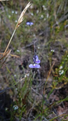 Comesperma sphaerocarpum