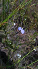 Comesperma sphaerocarpum