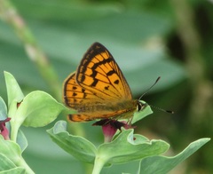 Lycaena salustius