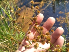 Juncus fockei