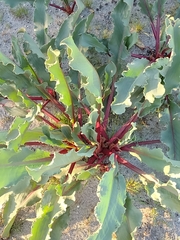 Rumex hymenosepalus